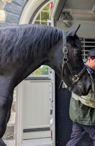 Bond also does well - walking in and out without much hesitation. The process is based largely on trust. All the horses trust my team to keep them safe and happy.