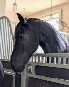 Here's Hylke ready for his turn. All the horses did so well with their training. This exercise will be repeated every now and then to ensure they are ready for any necessary transport.