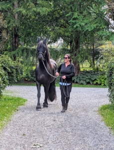 Every day, my horses are turned out into their pastures. In the warmer weather, they are turned out in the evenings and in colder weather, they are brought out early in the morning.