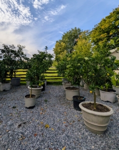 Down by my chicken coops, my citrus trees are displayed outdoors during summer. They remain in this gravel covered area until cooler weather arrives.