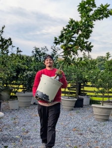 However, citrus trees are sensitive to frost and cold temperatures, so I asked that they be moved indoors temporarily until the storm is over. This also prevents any from falling and potentially losing fruits. Here's Matthew moving one of my lemon trees indoors.