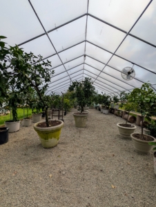 Here, all the citrus trees will be safe from dipping temperatures and strong winds.
