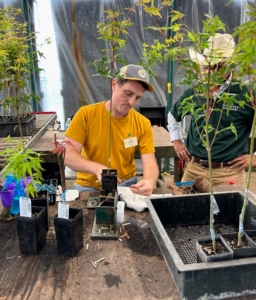 Here's Ryan grafting. Ryan practiced grafting Japanese maples under the watchful eye of master craftsman, Antonio Ceja. Monrovia promised to grow the Japanese maple and send it to us when it's ready.
