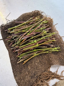 Grafting or graftage is a horticultural technique where tissues of various plants are joined to grow together. The upper part of the combined plant is called the scion while the lower part is called the rootstock. These are scions ready for grafting.