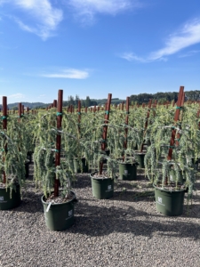 This is Weeping Blue Atlas Cedar, Cedrus atlantica 'Glauca Pendula.' It is a striking evergreen conifer known for its cascading branches and vivid steel-blue needles. I have several of these trees growing in my living maze.