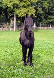 This is Stewart, one of two Frisians I rescued last year. It's so nice to see them enjoying their new life here at Cantitoe Corners.