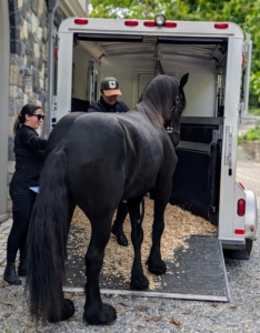 Backing up is also done carefully. Horses are guided out, so they don't walk off the ramp. Training horses to be accustomed to loading and unloading reduces stress and prevents accidents.