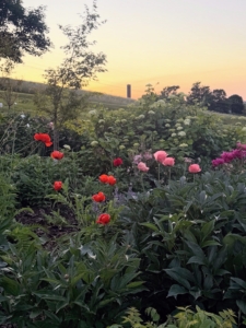 This is Brian's perennial border at sunset.