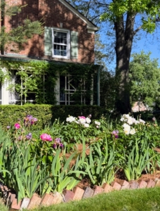 Here is a photo of the peony garden now in its third year.