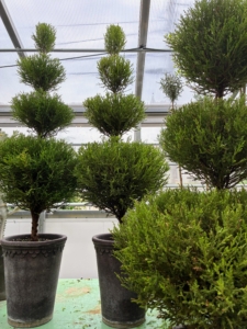 Among Bernie's passions is caring for topiaries - a hobby he's had for more than 20 years, and inspired of course, by the gardening stories in my magazine.
