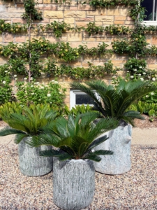 These are my faux bois planters from my collection at QVC. Behind them, an espalier of pears ready for picking.
