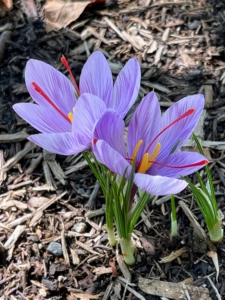 The lilac-colored flower appears next. The blooms last about three weeks, so I asked my housekeepers to check them often and pick what's ready.