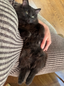 Sophie shares my love for cats. As a licensed professional counselor and registered art therapist, she understands the healing effects of pet therapy in her work. She was so impressed with Rock N’ Rescue’s mission, she joined its executive board soon after adopting Veera and Poly.