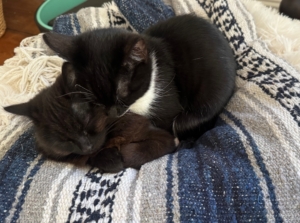 While they are not from the same litter, kittens quickly create bonds. Both Veera and Poly were brought up from the south last month, bottle-fed, and fostered before going home with Sophie. Her family says they are the sweetest and most affectionate kittens.