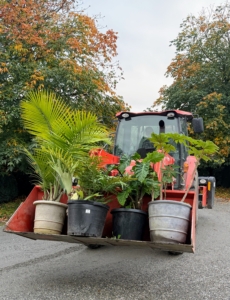 All the plants are brought to their designated greenhouse and placed outside, so each one can be inspected, and trimmed or repotted if necessary. Then, each one is carried into the structure where they will stay for about seven months.