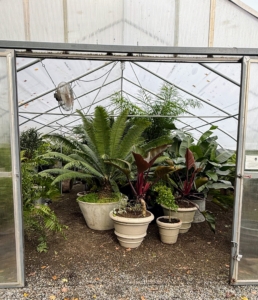 All the greenhouses are checked a couple times each day to make sure the temperature remains comfortably warm inside. Too cold, plants will freeze – too hot, plants will rot.