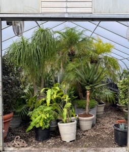 This hoop house is full. I am very fortunate I have enough hoop houses and other indoor spaces to keep my expansive plant collection.