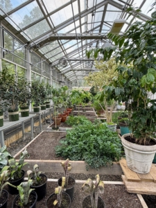 This year, I also stored some plants in my vegetable greenhouse.