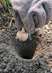 Do you know the difference between a corm and a bulb? Both corms and bulbs are parts of the plant that store food to help it grow and bloom. A bulb is a plant stem and leaf that grows underground in layers. A tiny version of the flower is at the center of the bulb. Tulips, lilies, iris, daffodils and onions are examples of bulbs. A corm is an underground stem that serves as the base for the flower stem and is solid, not layered.