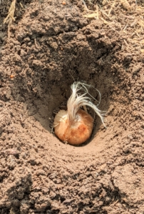 Here is the saffron corm just at the top of the hole before it is pushed in more deeply and backfilled – see how it is faced up. Under optimal conditions, saffron typically takes about five to eight weeks from planting to first bloom, with leaves emerging in four to six weeks and flowers following within another two to four weeks.