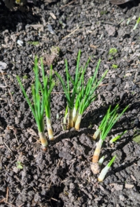 By early October, or in this year's case a little sooner, the saffron sprouts are visible. They emerge with thin, straight, and blade-like green foliage leaves, which expand after the flowers have opened. Saffron is a perennial plant, meaning it lives for more than two growing seasons and returns year after year from its underground corms without needing replanting.
