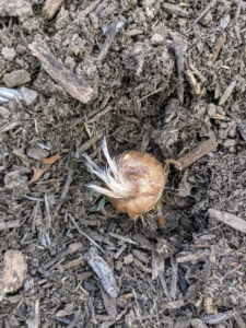 When planted, each saffron corm is carefully placed in a hole, with the pointed end faced up, or root end faced down. This is very important, so the plant grows properly. When purchasing bulbs and corms, always look for those that are plump and firm, and avoid those that are soft.