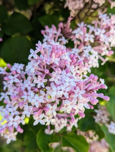 They feature long panicles of sweetly scented lavender blooms that burst from pink to purple buds.