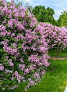 In May, these trees put on quite a show. These are “Miss Kim” Korean lilac standards in spring bloom.