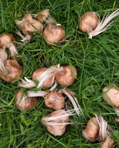 Saffron, Crocus sativus, is planted in late summer. It is a sun-a worshipping plant so it loves to be planted in dry open areas rather than in the shade. Saffron does best with at least six hours of direct sunlight a day and well-drained soil.