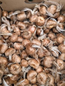 Hannah first started planting saffron at my farm in 2020 and has planted a generous amount of saffron corms every year since.