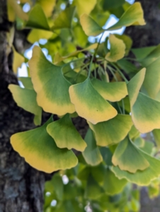 Ginkgo biloba, commonly known as ginkgo or gingko, and also known as the maidenhair tree, is the only living species in the division Ginkgophyta. It is found in fossils dating back 270-million years. Native to China, the ginkgo tree is widely cultivated, and was cultivated early in human history. Here’s a close look at the leaves showing the changing colors from bright green to yellow.
