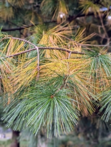 The older, innermost needles of Eastern white pines often turn yellow all at once. The needles are usually a paler and more yellowish color than other pines, but still quite attractive this time of year.