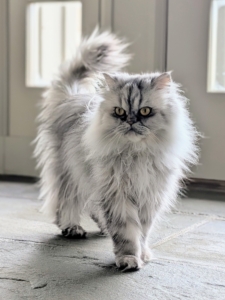 As for my cats, this is Magnolia, my first cat from Rock N' Rescue.