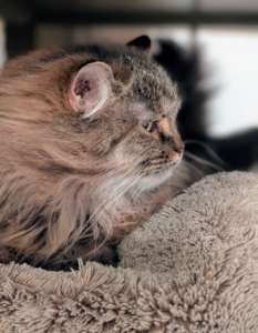 Lilium prefers to watch the other cats get groomed first before her turn.