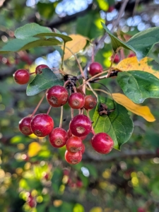 In fall, crabapple trees offer a dramatic show of vibrant foliage and colorful fruit. I have a grove of crabapple trees outside my stable.