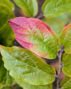 Persian parrotia or Persian ironwood is a small upright tree or large, rounded, multi-stemmed shrub. It is related to witch-hazel. The oblong green leaves turn various shades of red, orange and yellow in the fall, often lasting into the winter months.