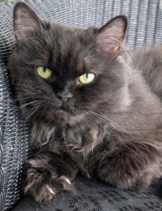 This is Chrysanthemum, the latest Persian to join my clowder. Here she is in the enclosed porch where the “kitty buffet” is served for all the cats in my Winter House.