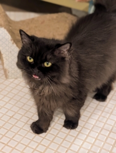 Adult cats primarily meow to humans, not to other cats. I wonder if Chrysanthemum is asking to be groomed next.