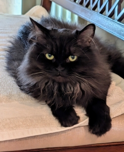 Chrysanthemum also traveled all the way from Doha and came to me through Rock ‘N Rescue. All four of my cats - Dahlia too - are so happy at my farm. They have lots of room to roam in my home and lots of attention. Please follow @rocknrescue_ on Instagram to keep up with their events and activities.