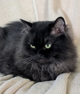 And for Chrysanthemum, a little rest and nap. Grooming cats often and regularly... it's a good thing.