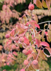 Some of the berries persist into early fall, such as these kousa dogwood fruits, which are edible. The soft pulp is sweet with a similar flavor to a ripe persimmon but it also has hard seeds inside.