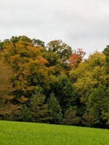 The trees around my hayfields display such wonderful shades of orange, yellow, amber, brown, and green. I love the layers of color created by the changing leaves. Although some autumn coloration occurs wherever deciduous trees are found, the most brightly colored foliage is seen in Canada, the northern United States, Scandinavia, northern and western Europe, the Caucasus region near the Black Sea, Russia, eastern Asia, Argentina, Chile, southern Brazil, Korea, Japan, and New Zealand’s South Island.