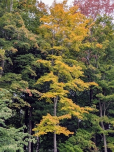 Late September to early October is when the fall foliage starts to turn here in the Northeast.