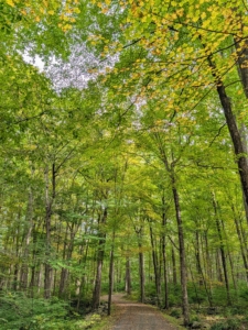 Deep in my woodlands, many of the trees are showing off their bright green to yellow gold color palette.