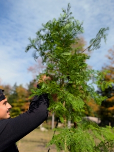 Matthew tends to a newly planted Metasequoia or dawn redwood - securing it to a bamboo stake so it is more sturdy as it becomes established. Don't confuse the Metasequoia from the bald cypress. To tell the apart, Metasequoia leaves are bright‑green needles arranged in opposite pairs, while bald cypress leaves are feather‑like needles arranged alternately along the stem.