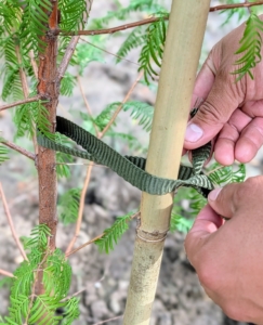 Matthew uses nylon tree straps to secure the young tree to the bamboo. I always teach every member of the crew to twist the twine into a figure eight before knotting, so the tree or vine or cane is not crushed or strangled.