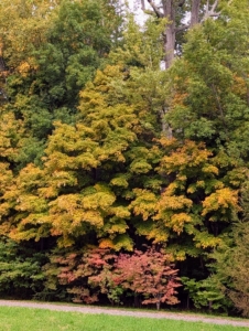 The range of colors is influenced by several factors, including the type of tree, environmental conditions, and the timing of the leaf drop. Weather also plays a part – cooler nights and sunny days are ideal for the brightest reds and oranges.