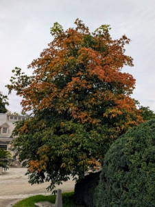 Even within the same species, the timing of color change can vary from tree to tree. Both trees will turn shades of yellow, orange, and reddish-brown before all the leaves drop.