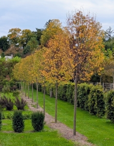 Some of the lindens in my maze have also started to turn. Lindens, also called basswood or Tilia, are known for this uniform yellow fall color.