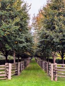 These lindens are also just starting to change. This section extends from my long pergola all the way to the Boxwood Allée. In 2017, I lengthened the allée all the way down to the chicken coops.